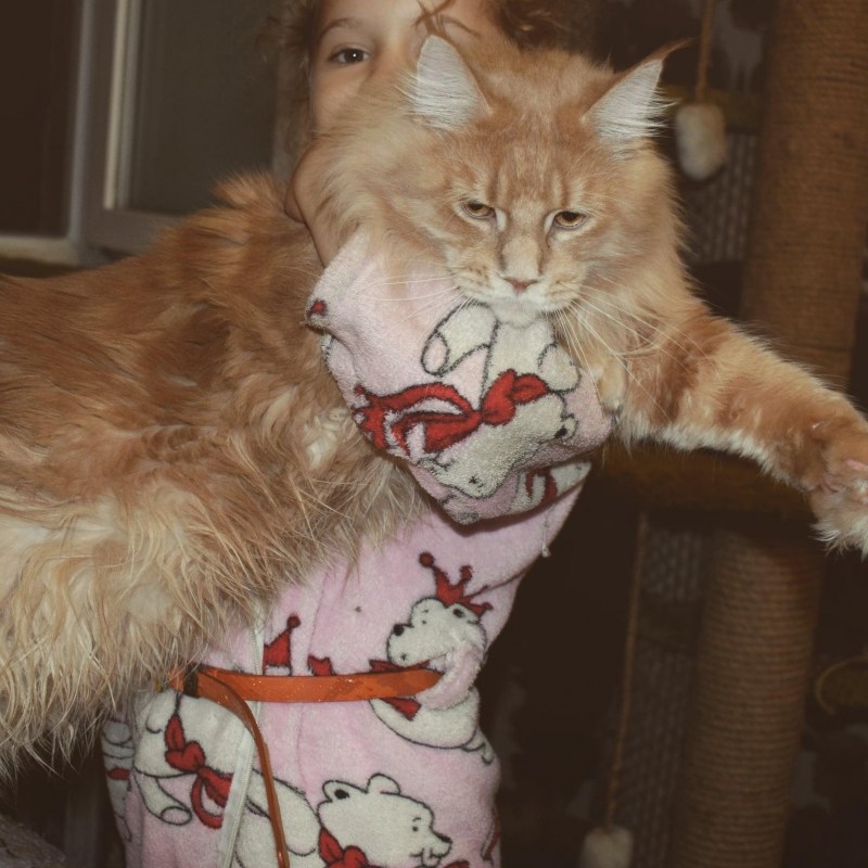 Фенотип Мейн кунов что это