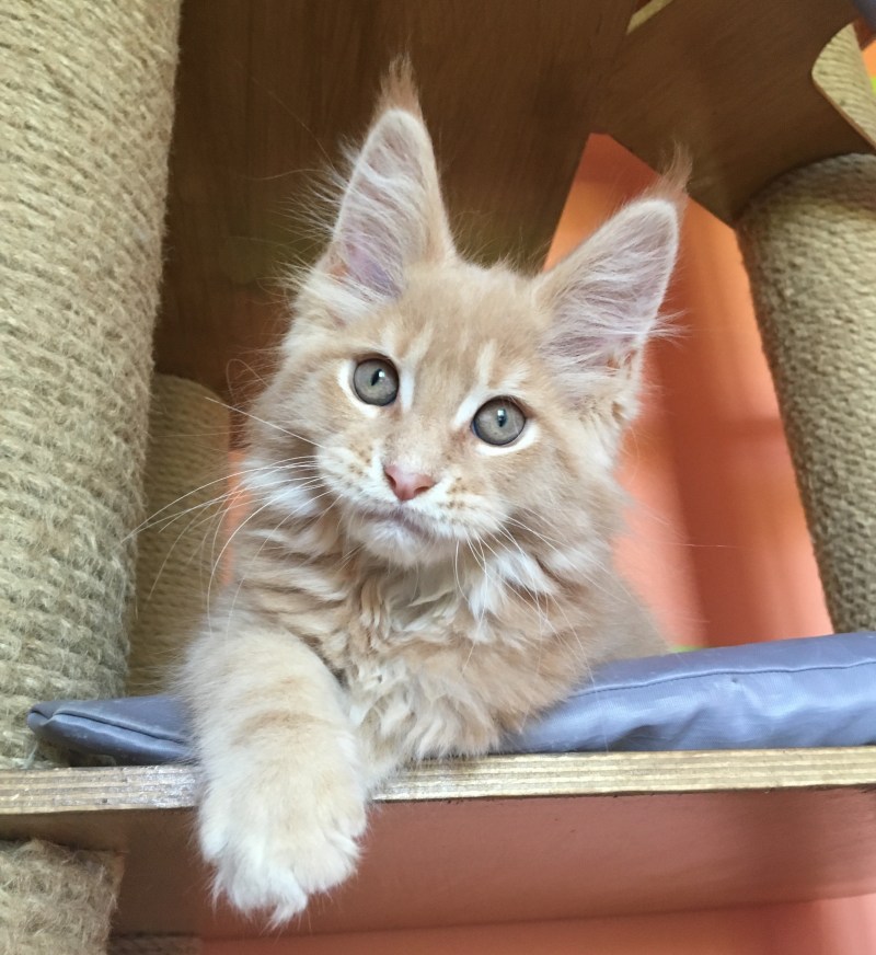 Персиковый Мейн кун котенок