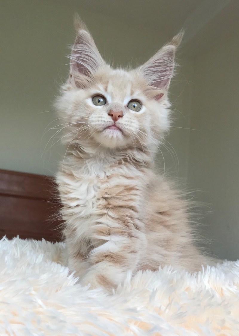 Котята Мейн кун палевые