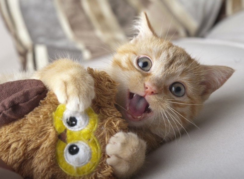 Котики смешные милые