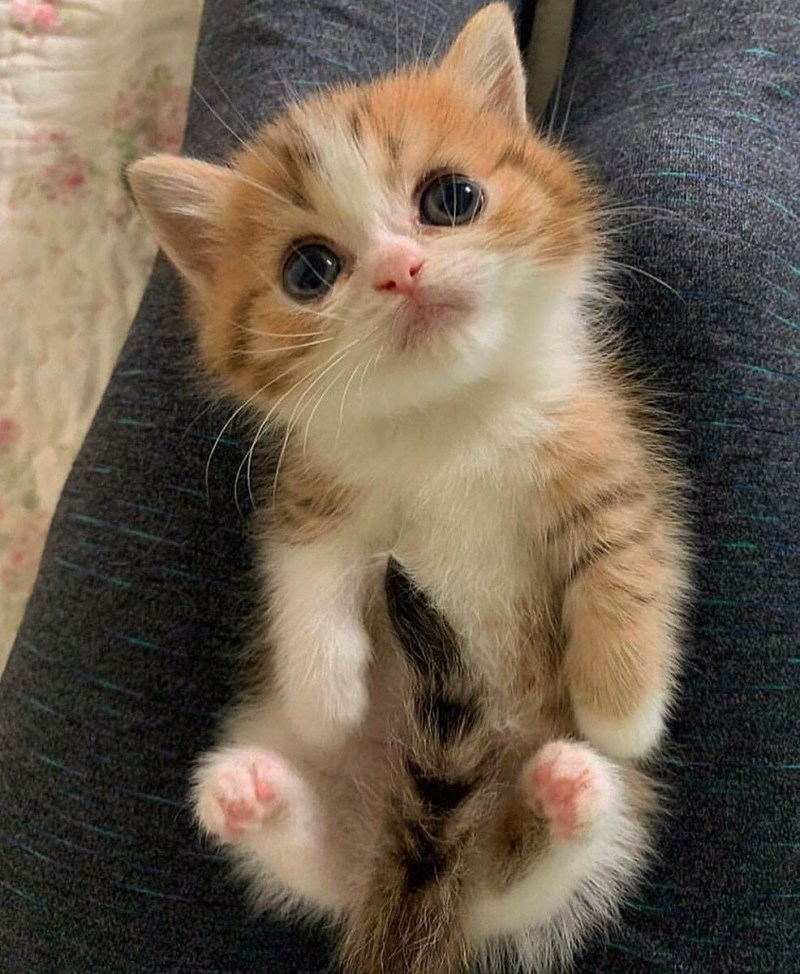 Милый кот
