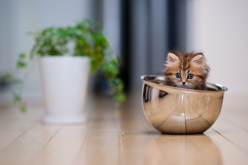 Самые милые котята