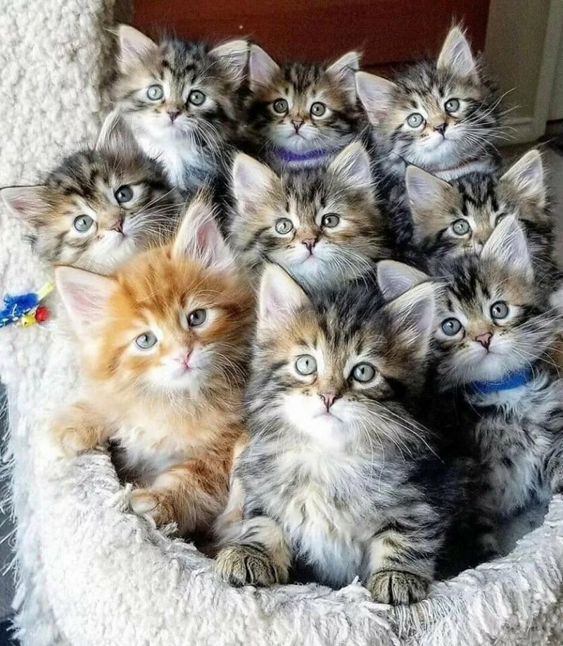 Много котов