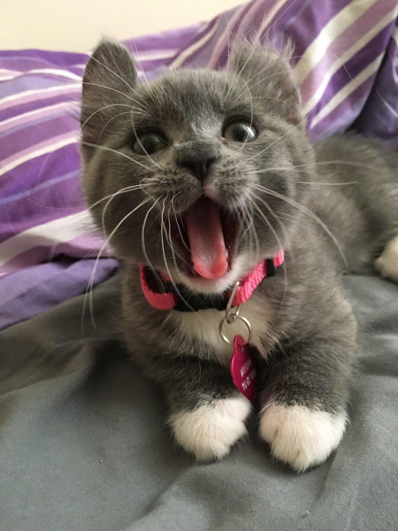 Котята милые и смешные