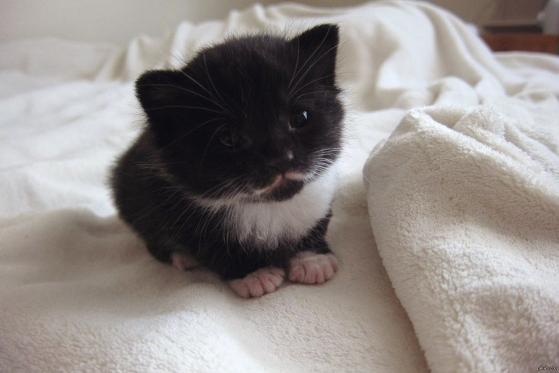 Самые милые котята черные