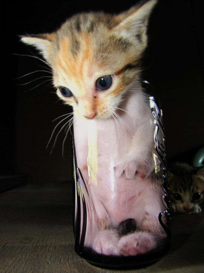 Самые смешные котята