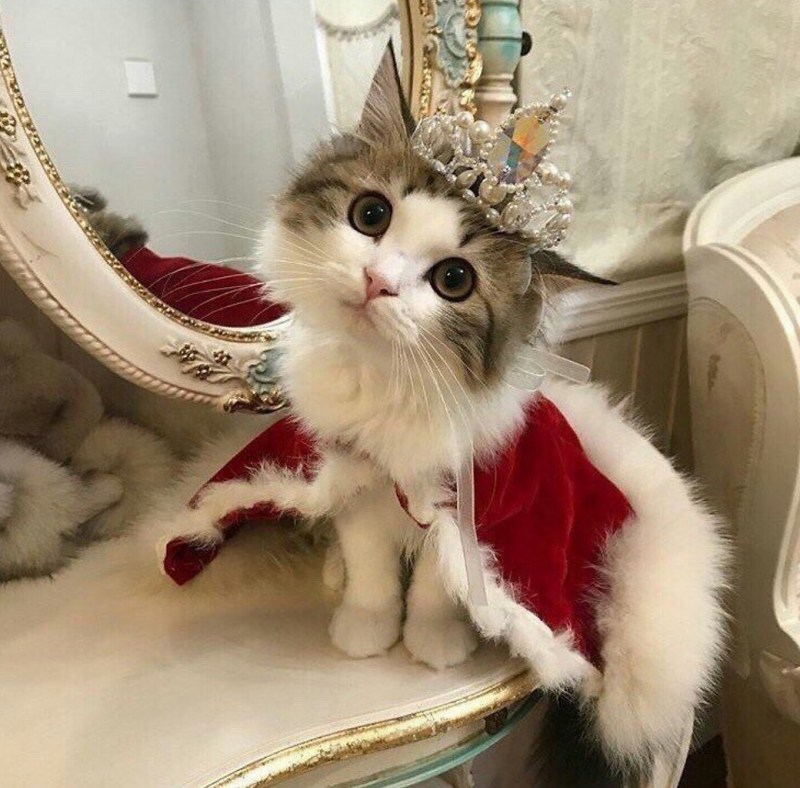 Кошка принцесса