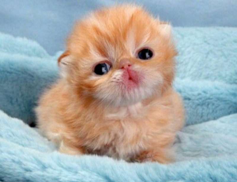 Самые милые котики на свете