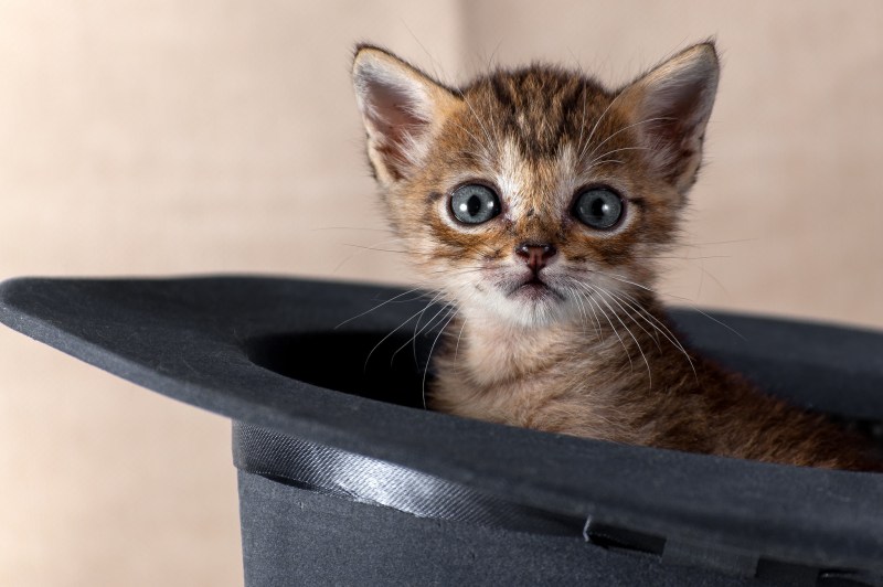Котики смешные милые