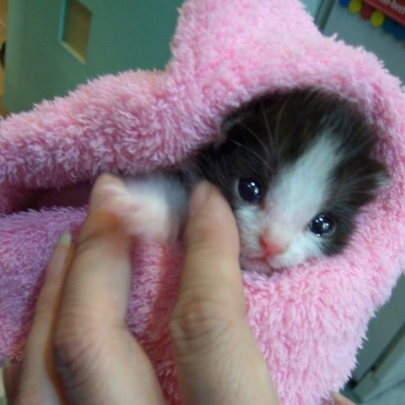 Очень маленькие котята