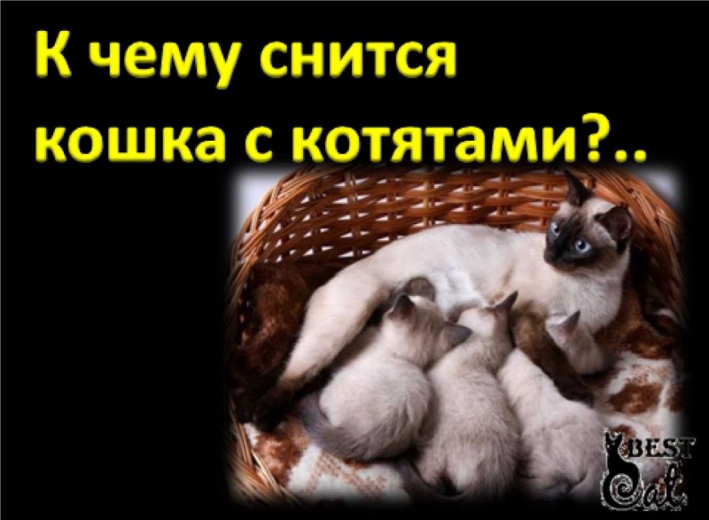 К чему снятся котята во сне