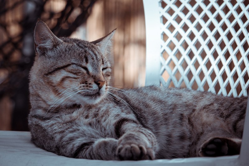 Котов породы котов читать