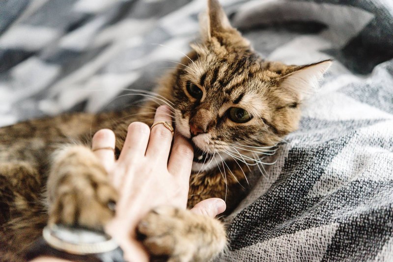 Кот кусает руку