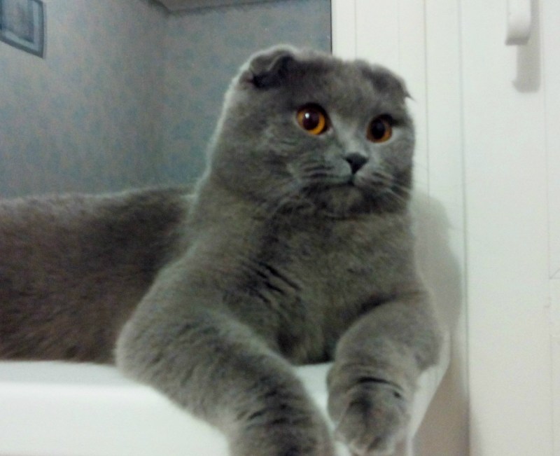 Шотландский вислоухий дымчатый кот