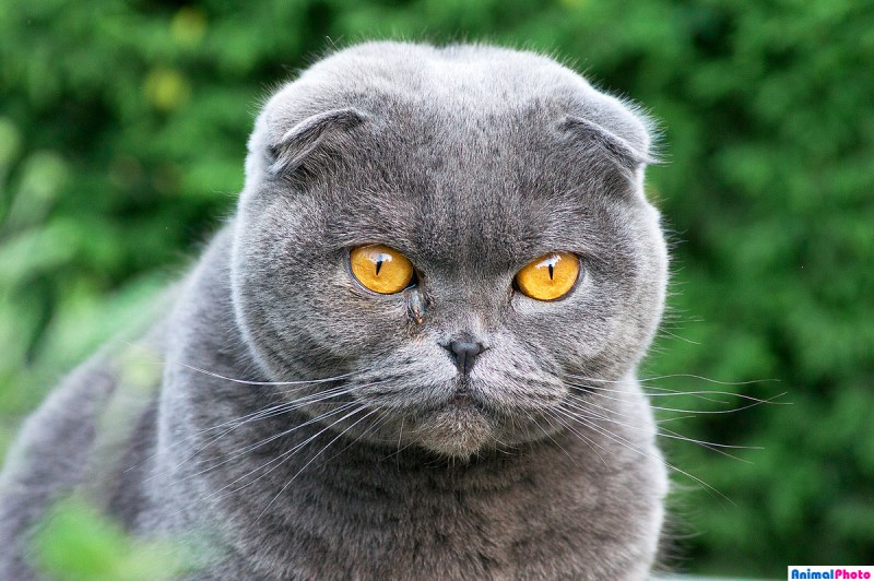 Картезианская кошка британец вислоухий