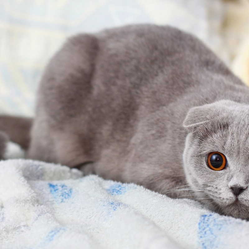Шотландская скоттиш фолд дымчатый