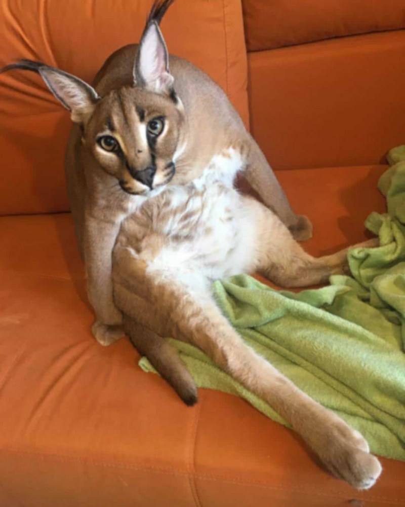 Шлёпа русский кот каракал
