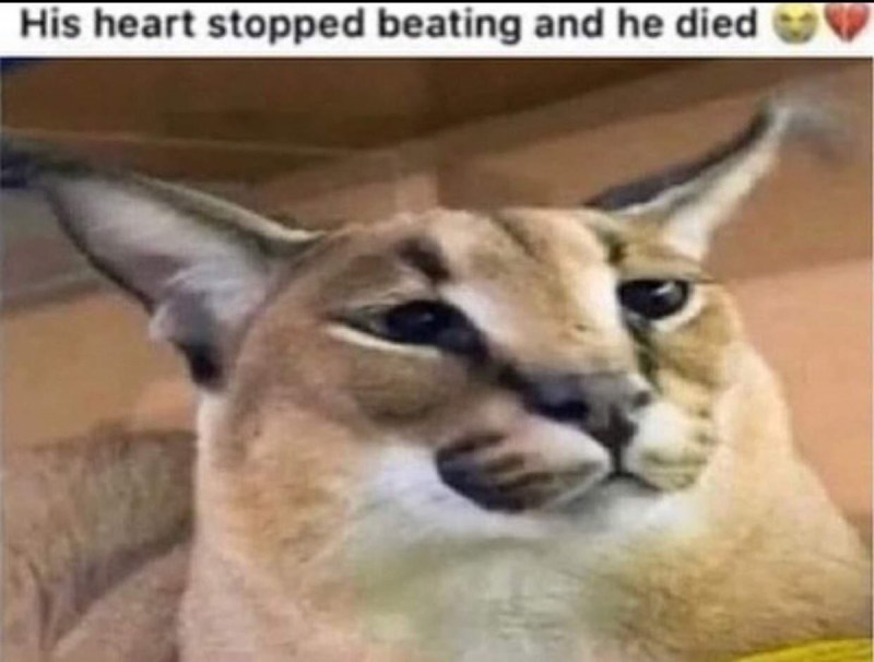 Смешные коты шлёпа