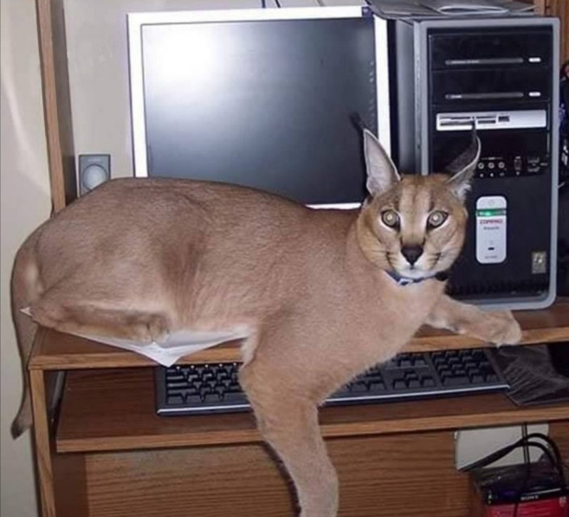 Каракал big floppy
