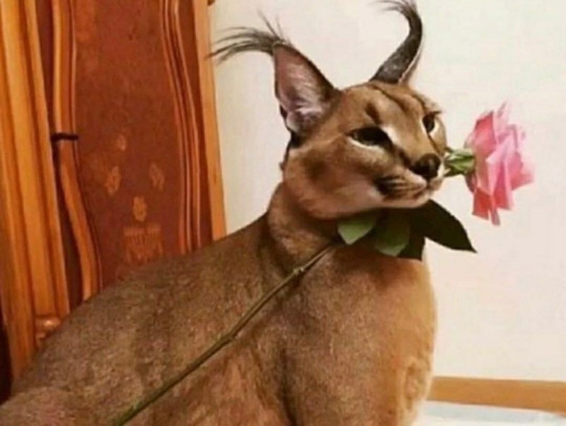 Big floppy Cat mem