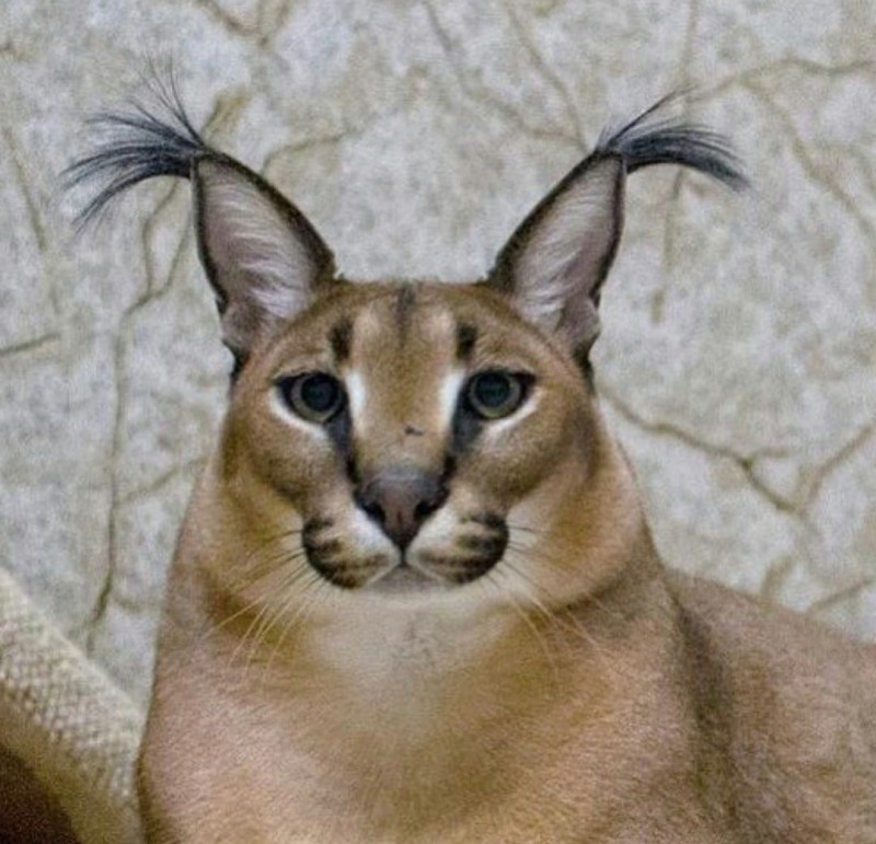 Шлеппа русский кот