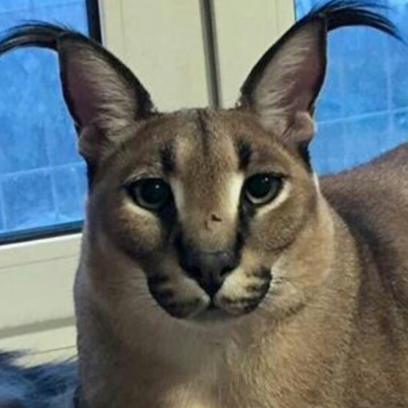 Флопа кот