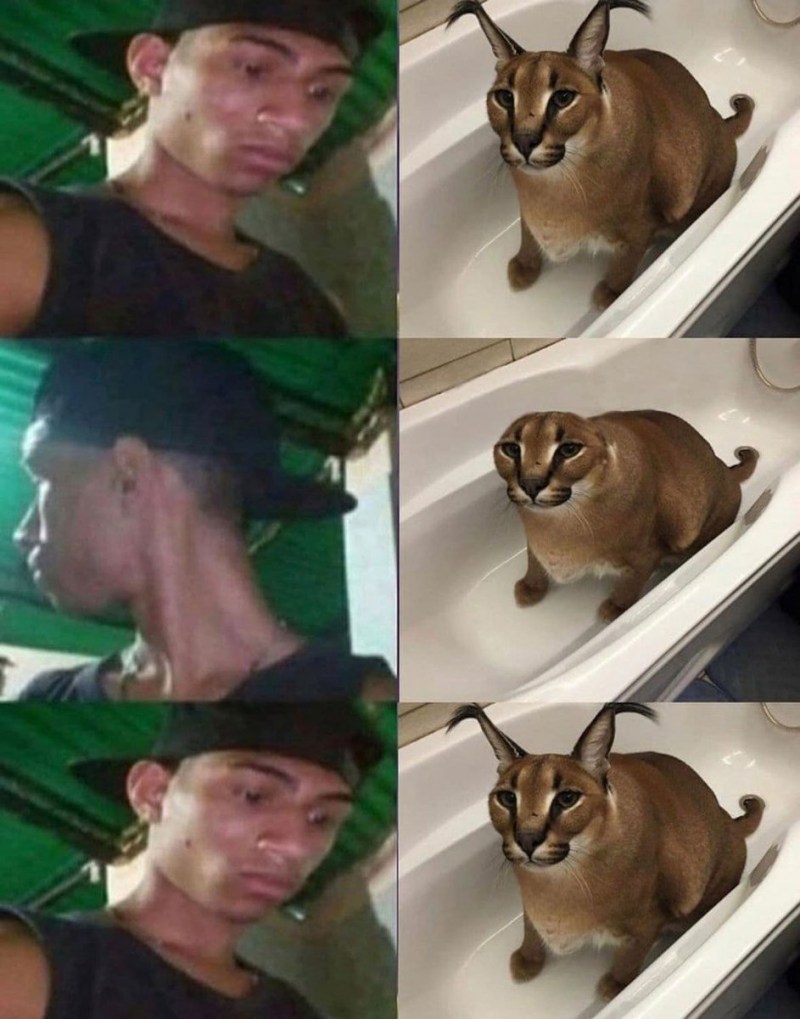 Каракал Гоша Моргенштерн