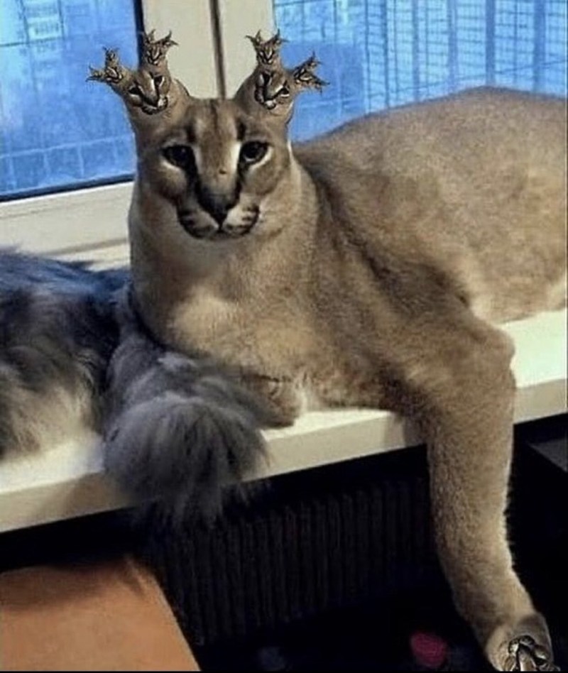 Шлёпа Рысь