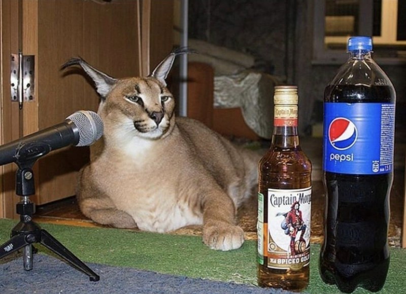 Шлепа кот XD