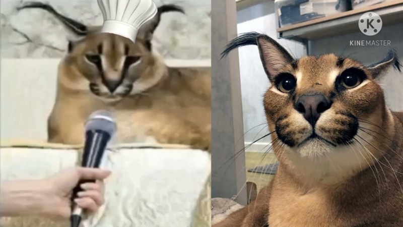 Каракал Гоша большой Шлепа