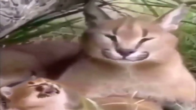 Шлепик кот