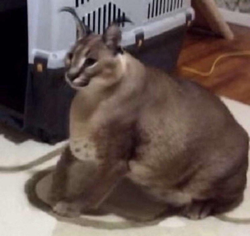 Шлепа кот