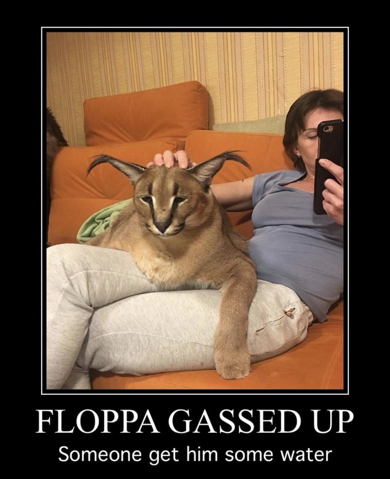Шлёпа русский кот