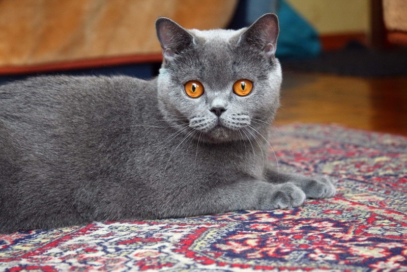 Британская кошка гладкошерстная