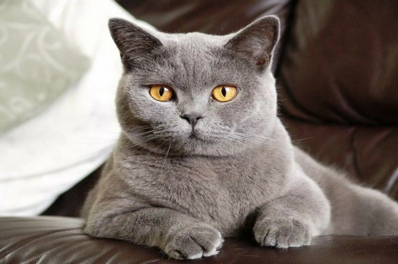 Британская кошка серая