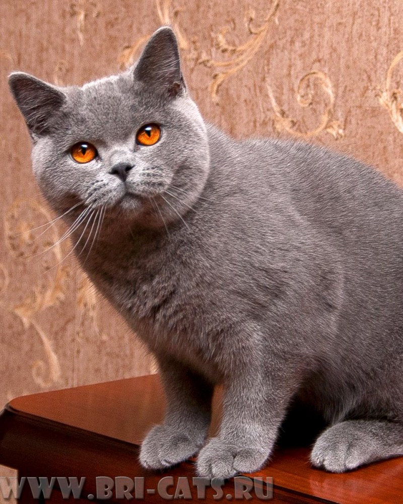 Британская кошка