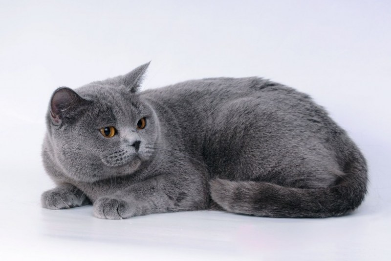 Британский короткошерстный кот серый