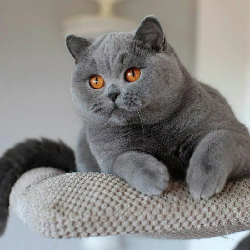Ританская короткошёрстная кошка