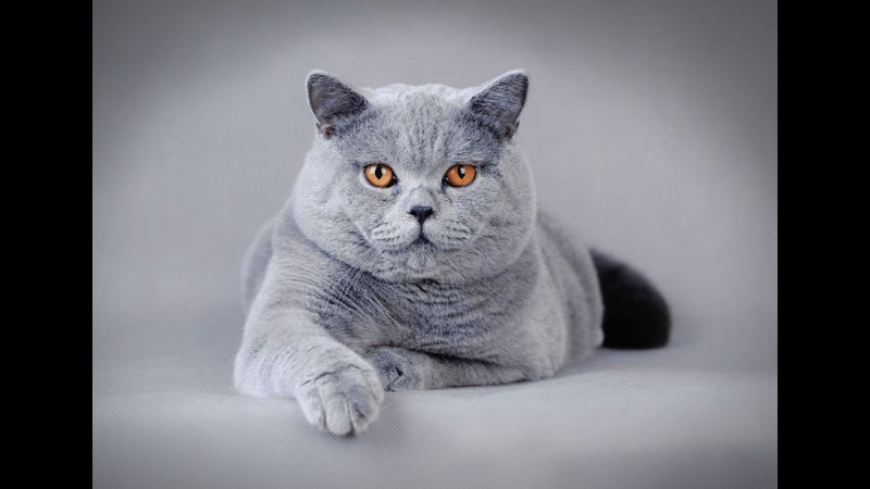 Британская короткошёрстная кошка