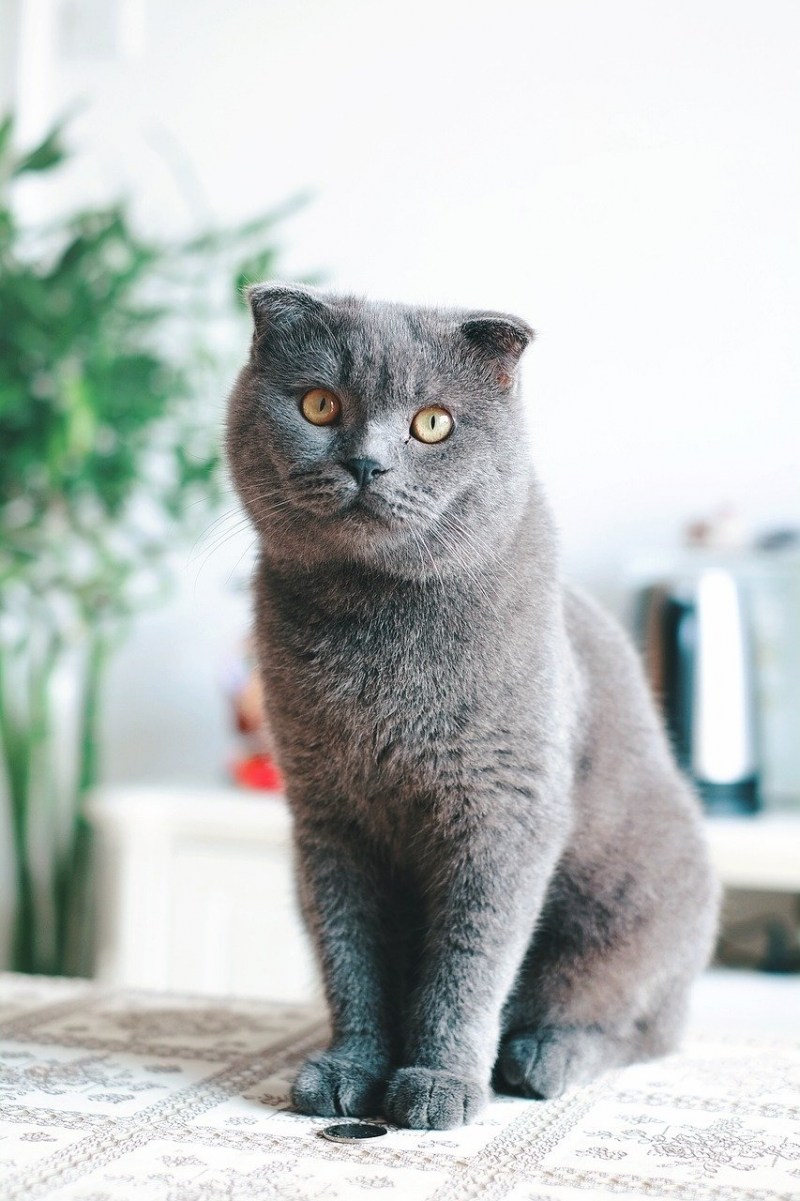 Британский короткошерстный кот серый