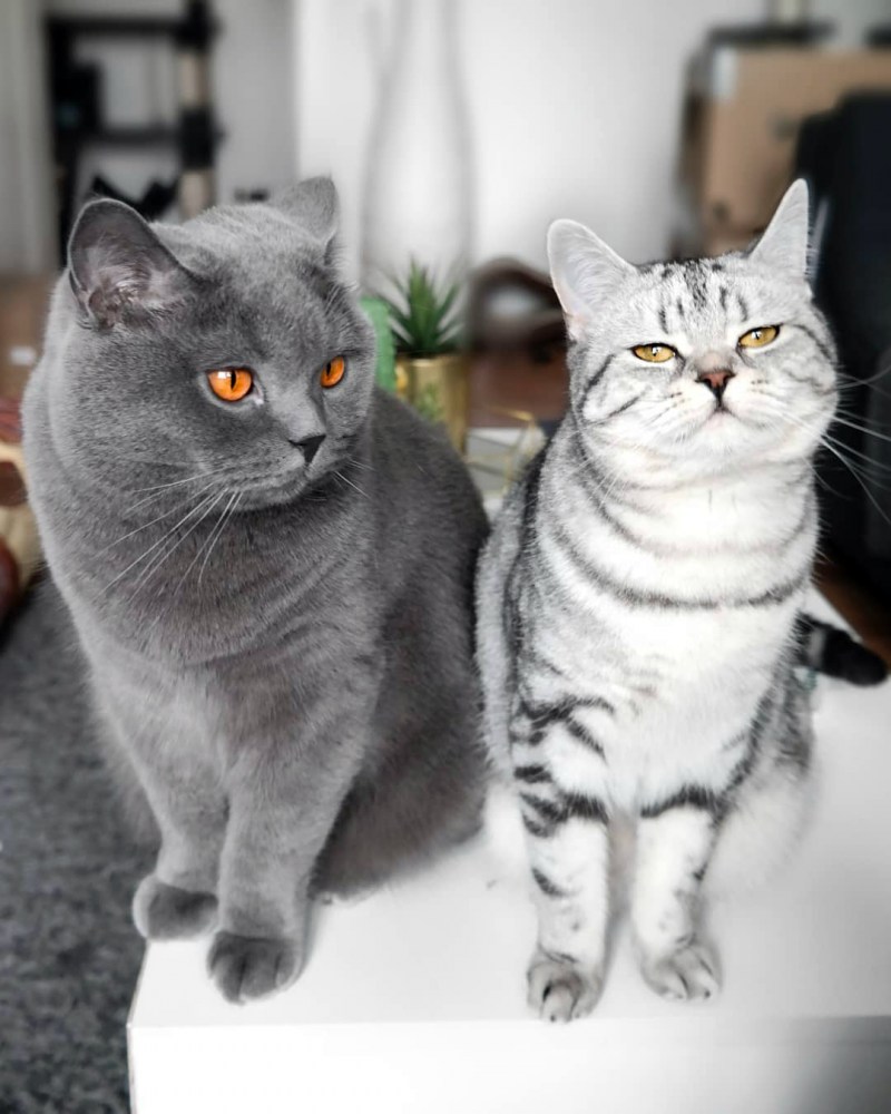 Британская кошка короткошерстная серая