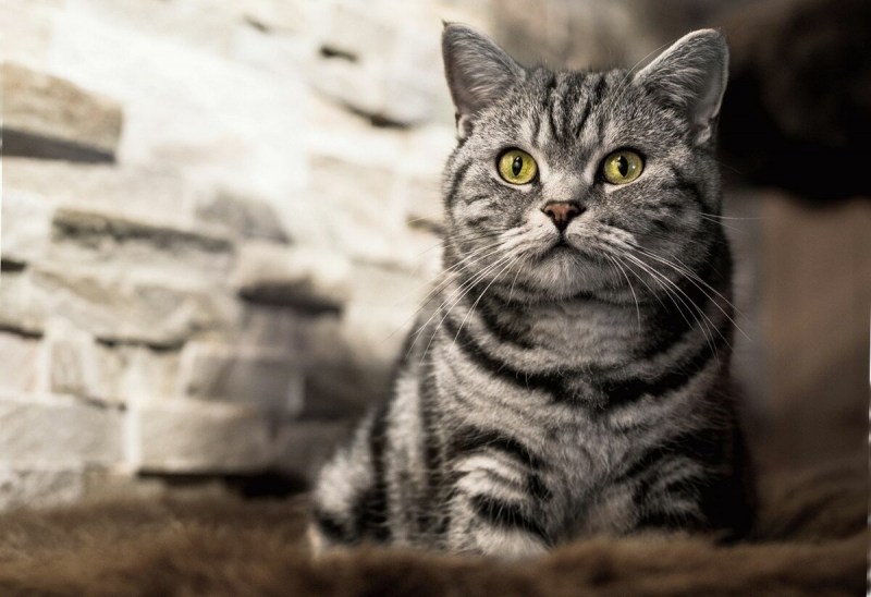 Ританская короткошёрстная кошка