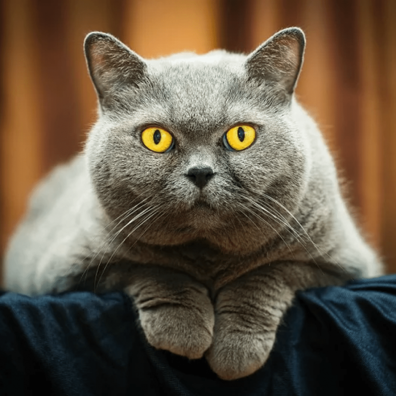 Британский короткошерстный кот