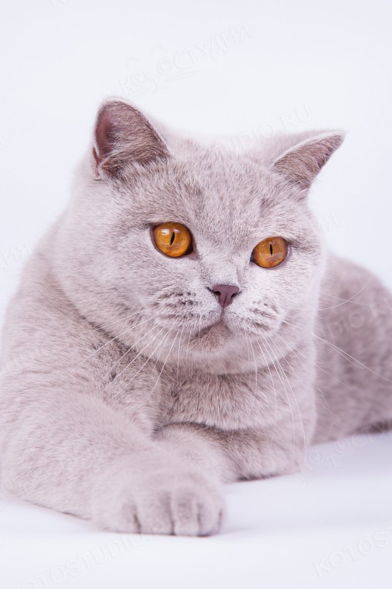 Голубой британец кот