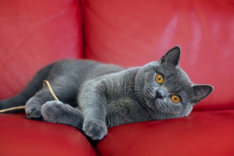 Скоттиш шартрез