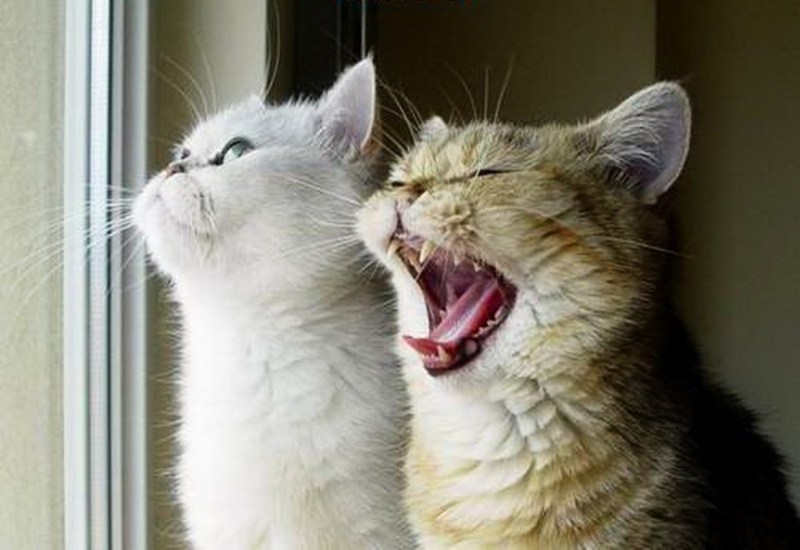 Коты болтают