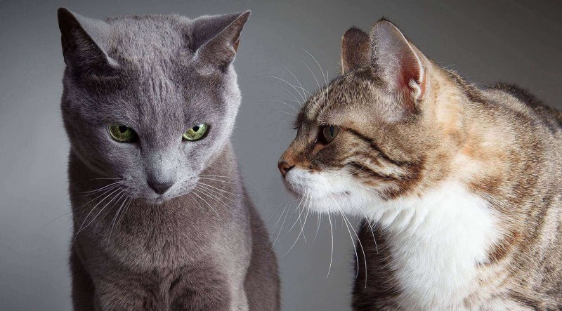 Коты поссорились