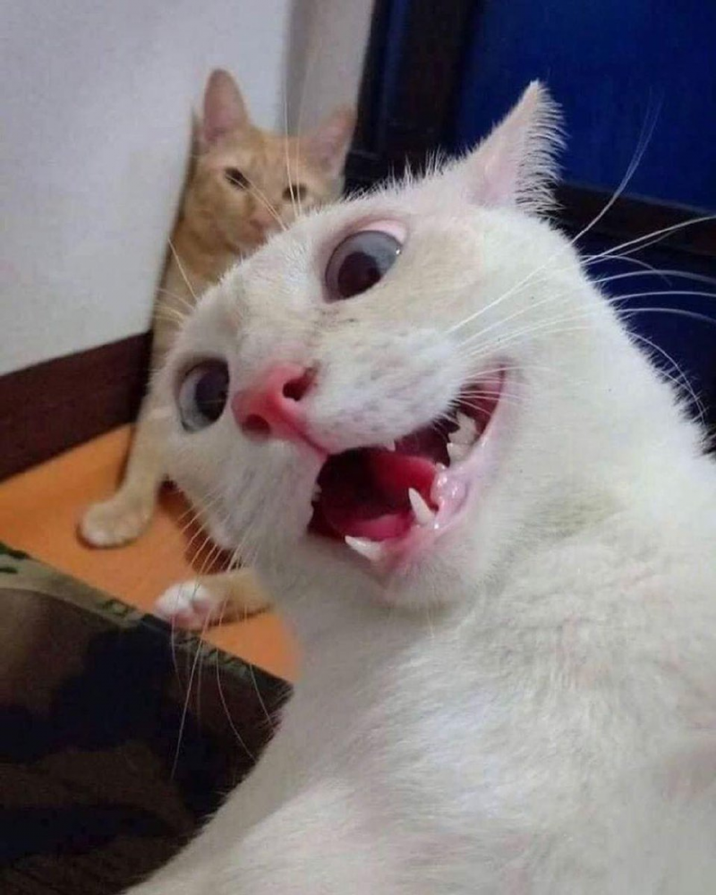 Кот Мем
