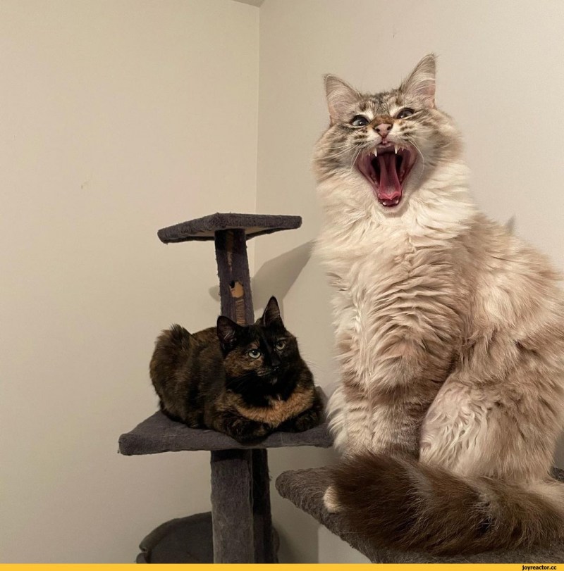 Картинка кота