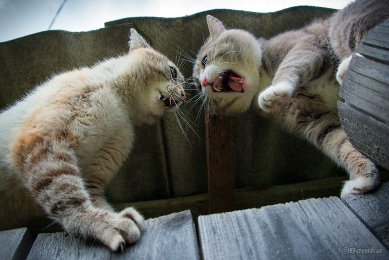Коты поругались